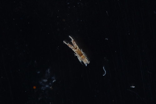 Laticorophium baconi observed 2015-10-29