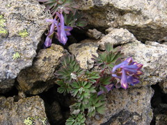 Corydalis alpestris
