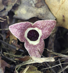 Asarum rigescens