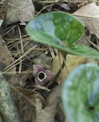 Asarum rigescens