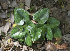 Asarum rigescens