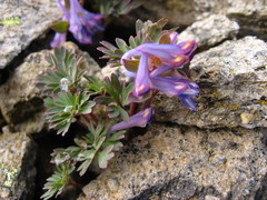 Corydalis alpestris