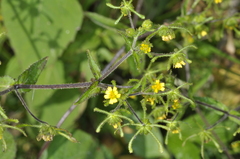 Sigesbeckia serrata