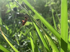 Taeniopoda varipennis