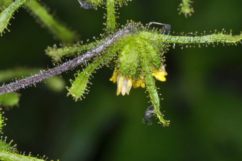 Image of Sigesbeckia serrata by (c) aacocucci, some rights reserved (CC BY)