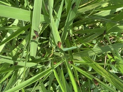 Taeniopoda varipennis