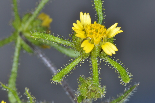 Image of Sigesbeckia serrata by (c) aacocucci, some rights reserved (CC BY)