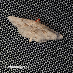 Psilalcis galsworthyi