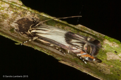 Calliprora