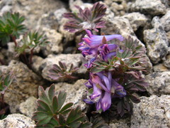 Corydalis alpestris