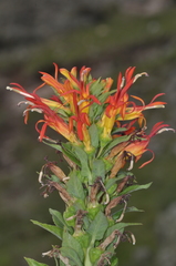 Siphocampylus foliosus