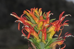 Siphocampylus foliosus