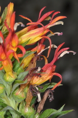 Siphocampylus foliosus