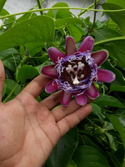 Passiflora quadrangularis