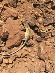 Polychrus acutirostris