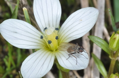 Gentianella multicaulis