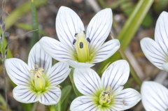 Gentianella multicaulis
