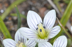 Gentianella multicaulis
