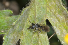 Anthrenoides