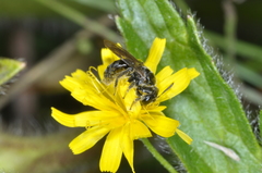 Anthrenoides