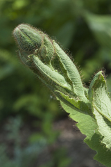 Meconopsis betonicifolia