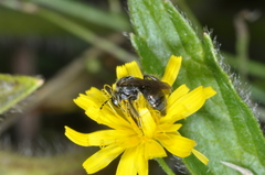 Anthrenoides