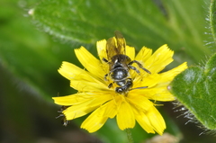 Anthrenoides