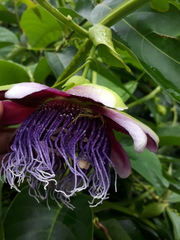 Passiflora quadrangularis