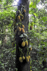 Artocarpus