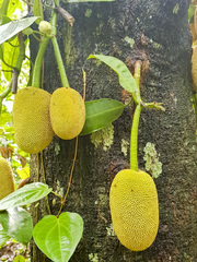 Artocarpus
