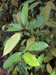 Calophyllum