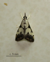 Autocharis