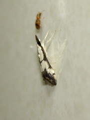 Autocharis