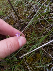 Microsteris gracilis