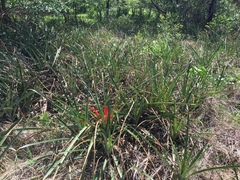 Bromelia balansae