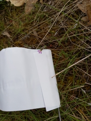 Microsteris gracilis