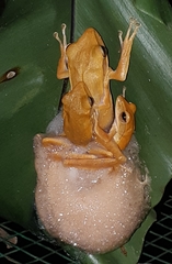 Polypedates leucomystax