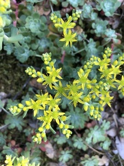 Sedum spathulifolium