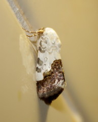 Acontia