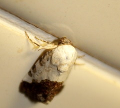 Acontia