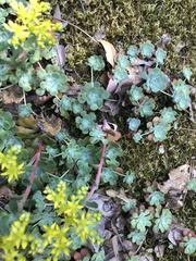 Sedum spathulifolium