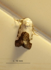 Acontia