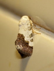 Acontia