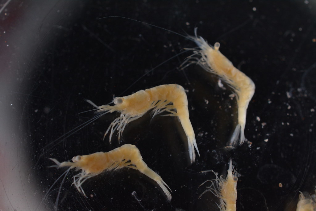 False Zostera Shrimp