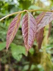 Archidendron jiringa