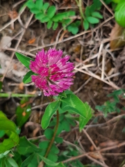 Trifolium pratense