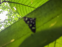 Bocchoris inspersalis