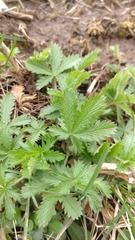 Potentilla intermedia