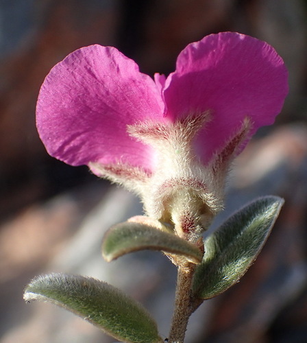 Image of Podalyria burchellii by (c) Nicola van Berkel, some rights reserved (CC BY-SA)