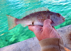 Sparisoma chrysopterum